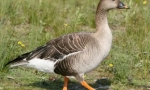 Goose gumennik